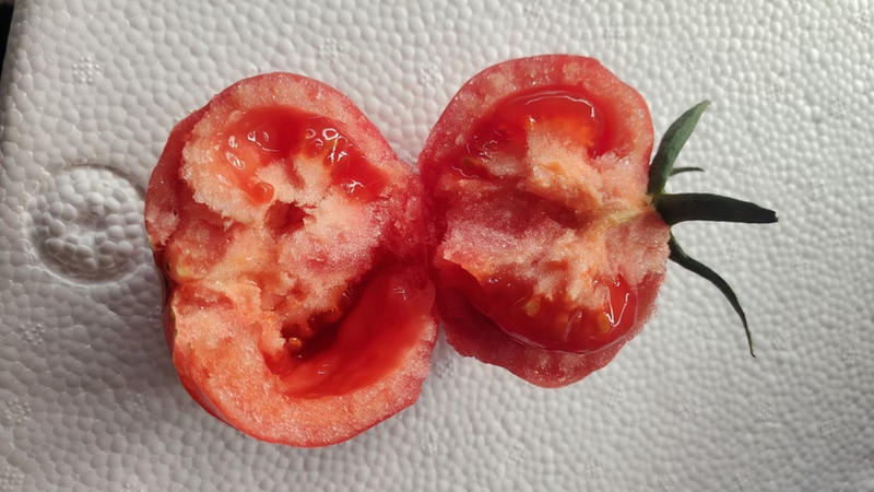 山东硬粉西红柿🍅暖棚货，二穗果，质量正好时