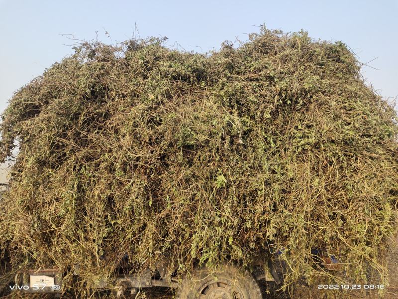 【薄荷】高含量薄荷，薄荷叶质量保证价格实惠量大从优