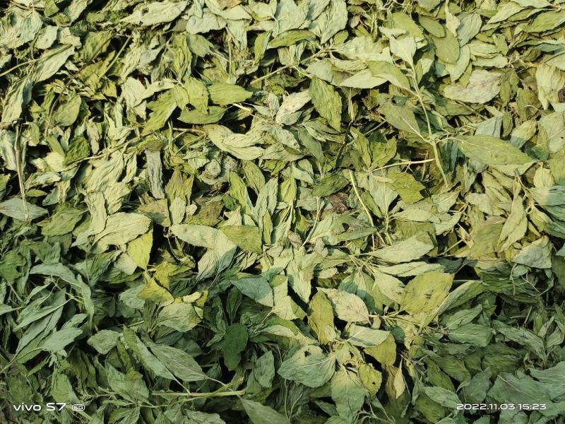 【薄荷】高含量薄荷，薄荷叶质量保证价格实惠量大从优