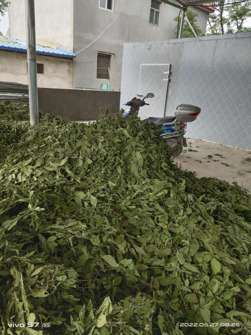【薄荷】高含量薄荷，薄荷叶质量保证价格实惠量大从优