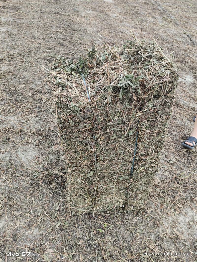 【薄荷】高含量薄荷，薄荷叶质量保证价格实惠量大从优