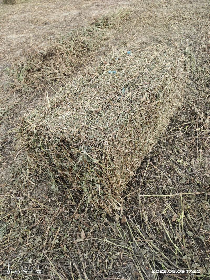 【薄荷】高含量薄荷，薄荷叶质量保证价格实惠量大从优