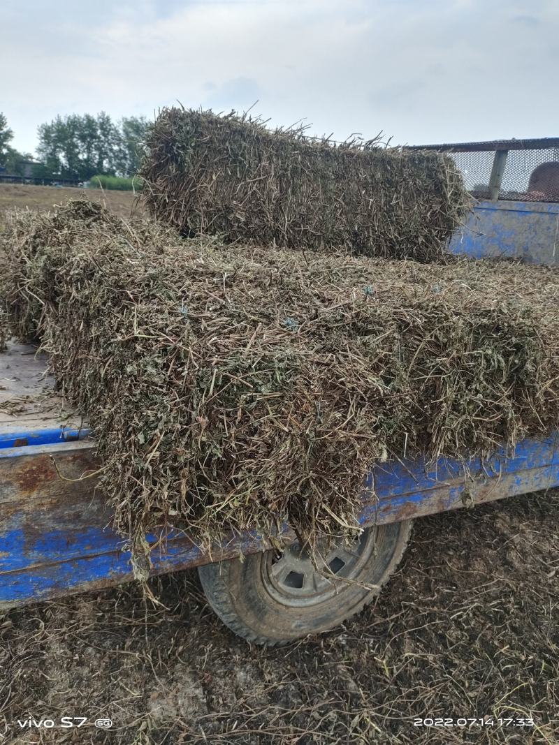 【薄荷】高含量薄荷，薄荷叶质量保证价格实惠量大从优