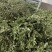 【薄荷】高含量薄荷，薄荷叶质量保证价格实惠量大从优