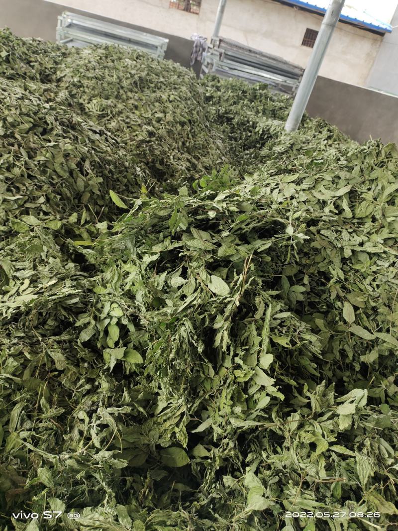 【薄荷】高含量薄荷，薄荷叶质量保证价格实惠量大从优