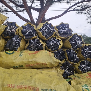 荔枝木炭，耐火，无水份无炭头，产地直销