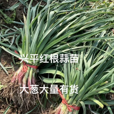 兴平红根蒜苗和大葱