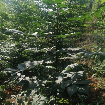 黄柏苗，当年苗，