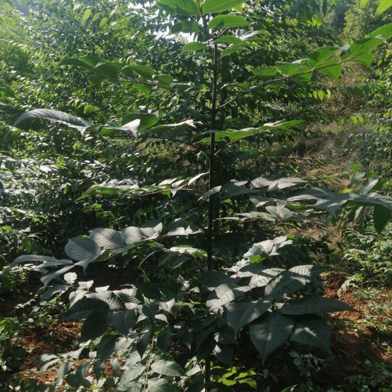 黄柏苗，当年苗，
