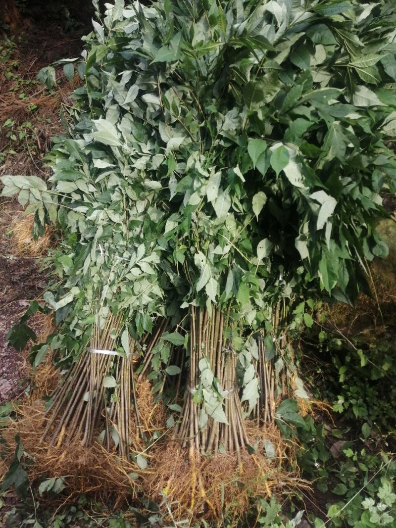 黄柏苗，当年苗，