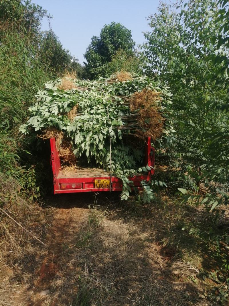 黄柏苗，当年苗，