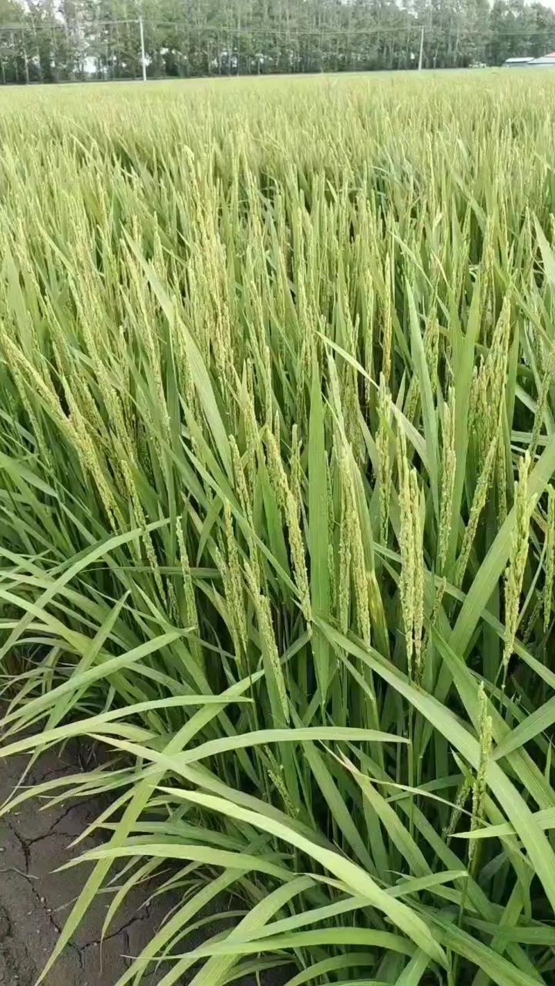 北大荒垦区长粒香水稻