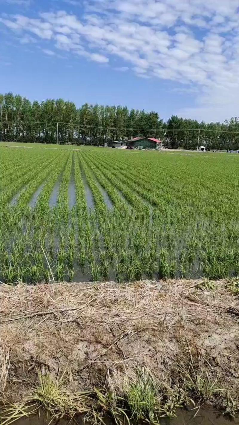 北大荒垦区长粒香水稻