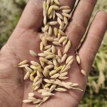 北大荒垦区长粒香水稻