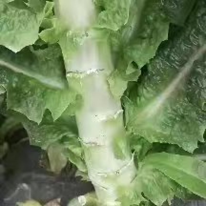 云南精品红笋