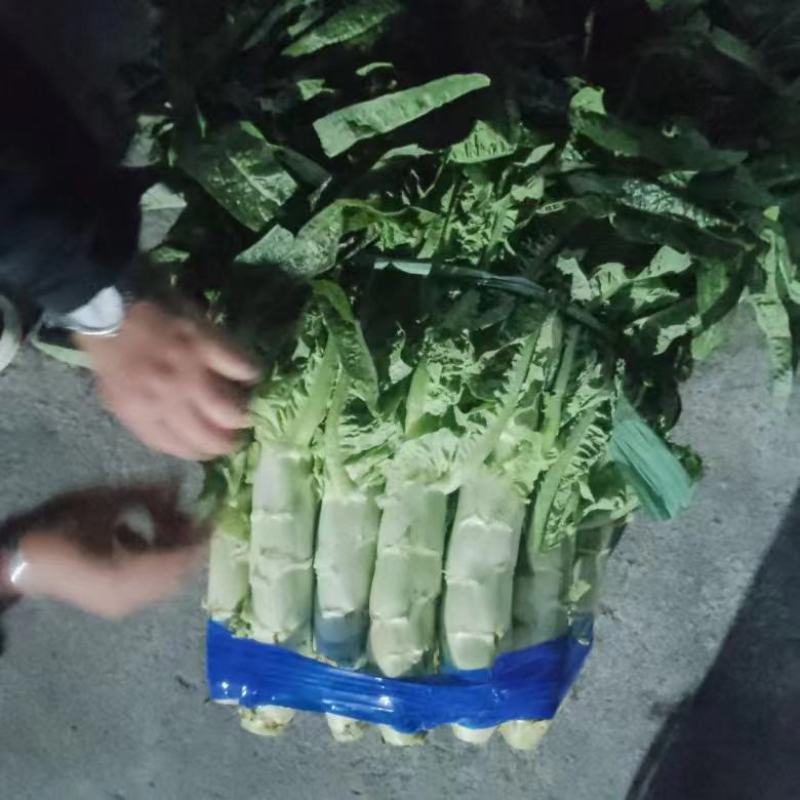 云南精品红笋