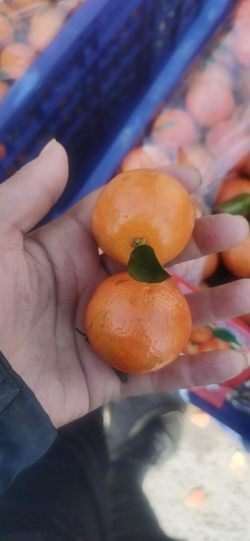 广西沙糖桔大量供应，4号果5号果，小豆大量有货，需要的联系