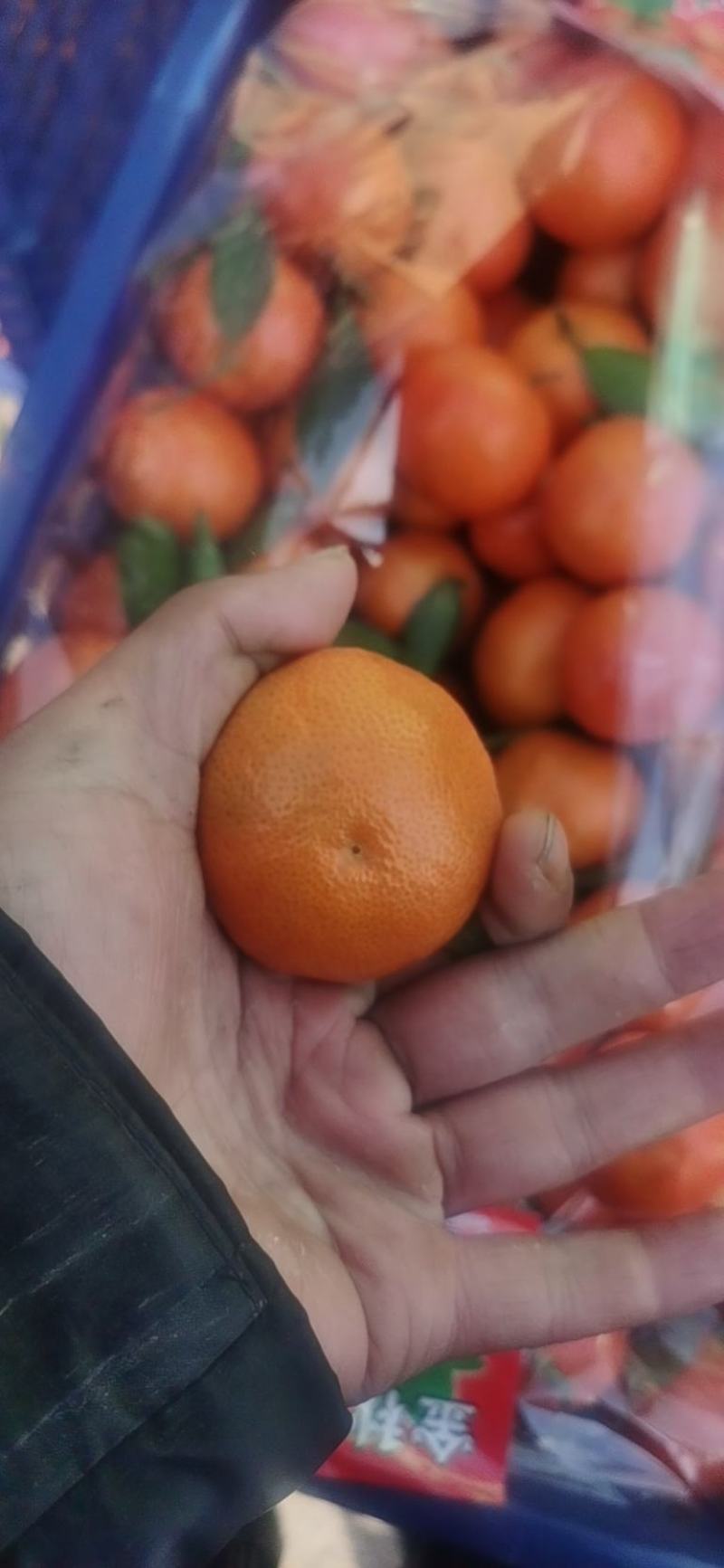 广西沙糖桔大量供应，4号果5号果，小豆大量有货，需要的联系