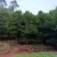 天竺桂12公分