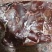 食品级饲料猪肝12吨手续齐全低价出售
