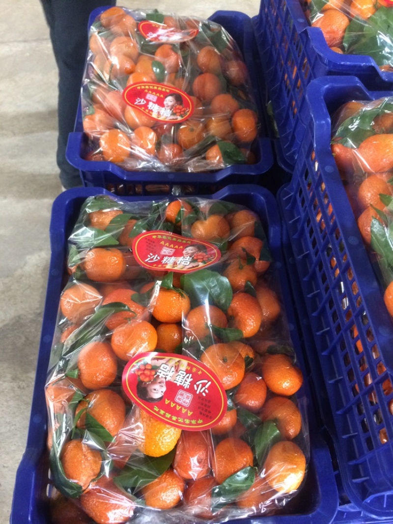 广西桂林沙糖桔一件代发，电商平台微商，货源充足