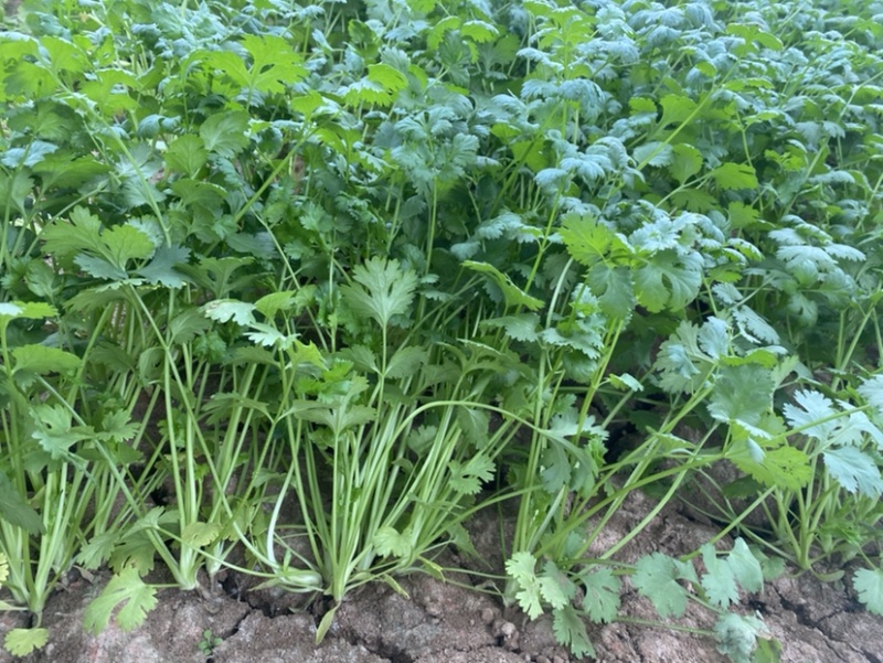 精品香菜长期供应市场加工厂电商超市需要的联系质量好
