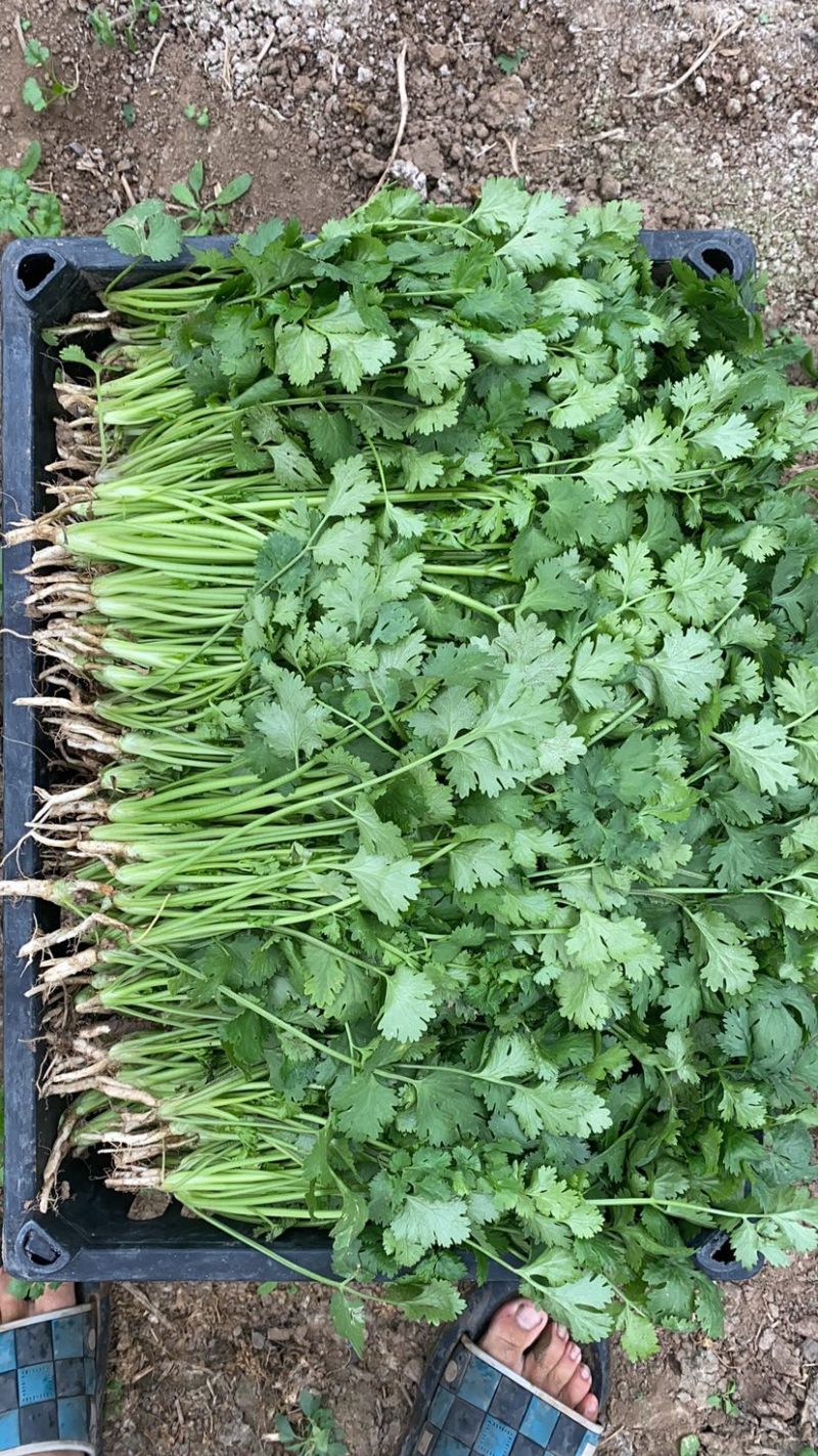 精品香菜长期供应市场加工厂电商超市需要的联系质量好