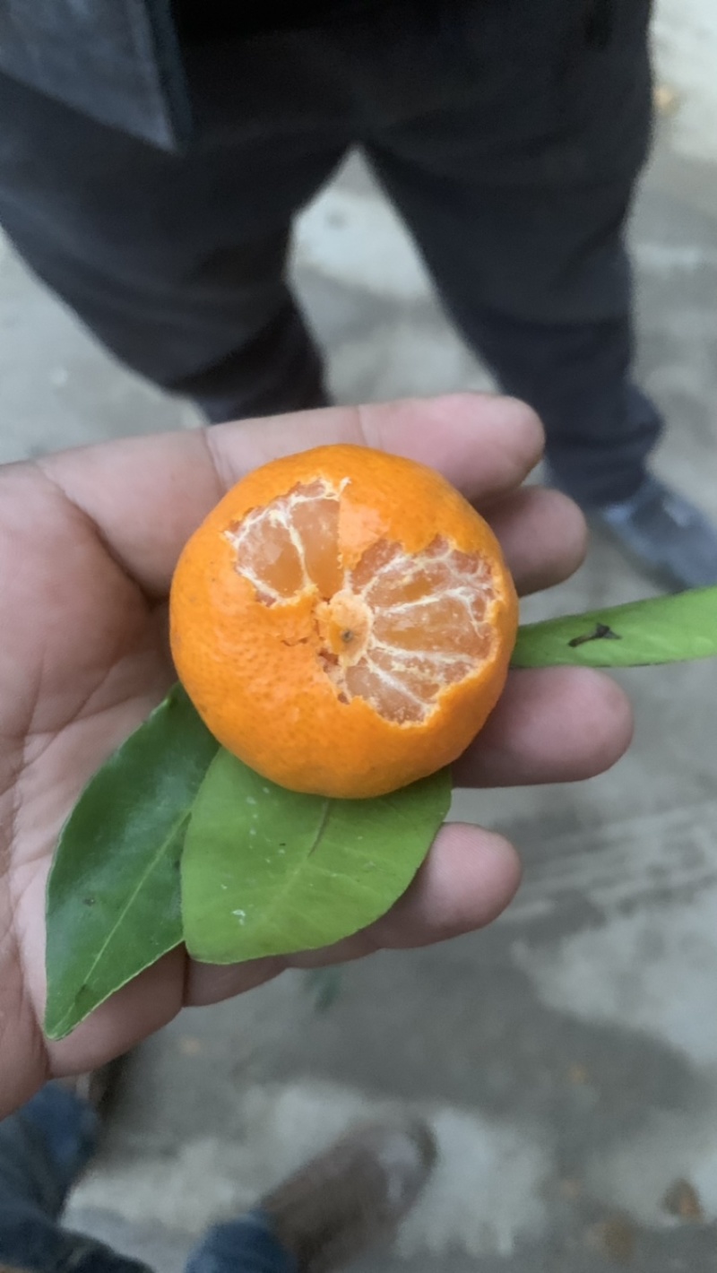 桂林八月桔早沙糖桔大量有货一件代发