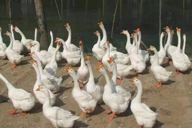 纯正东北散养大鹅，粮食鹅，