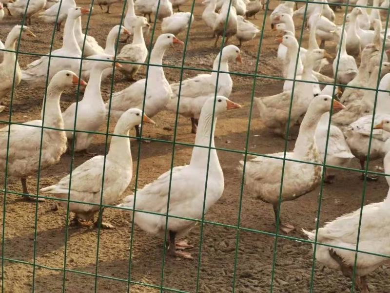 纯正东北散养大鹅，粮食鹅，