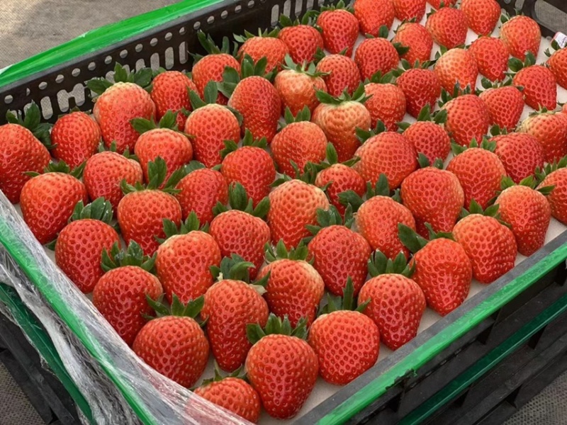 红颜草莓
