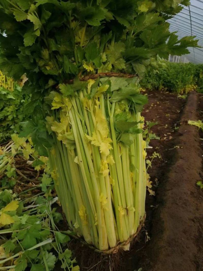 青岛特产马家沟空心芹菜，品质好，口感脆甜，