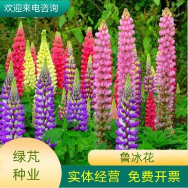 鲁冰花种子四季易种多年生草本羽扇豆庭院室外花花海耐寒耐旱