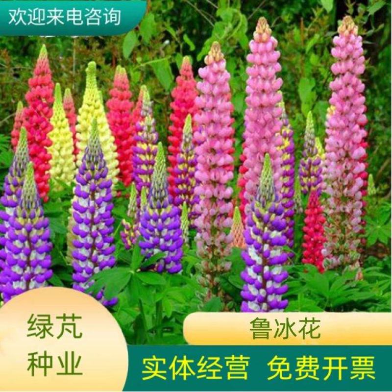鲁冰花种子四季易种多年生草本羽扇豆庭院室外花花海耐寒耐旱