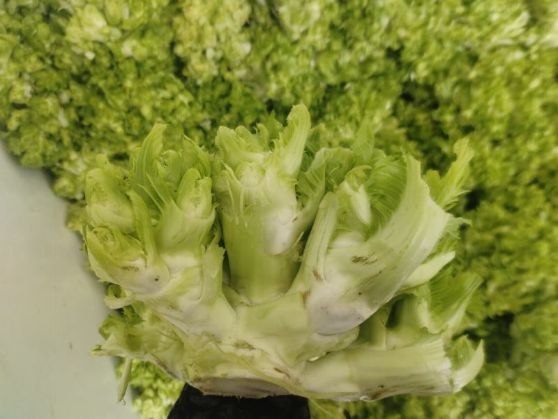精品小心子儿菜上市中，全国各地发货，欢迎采购