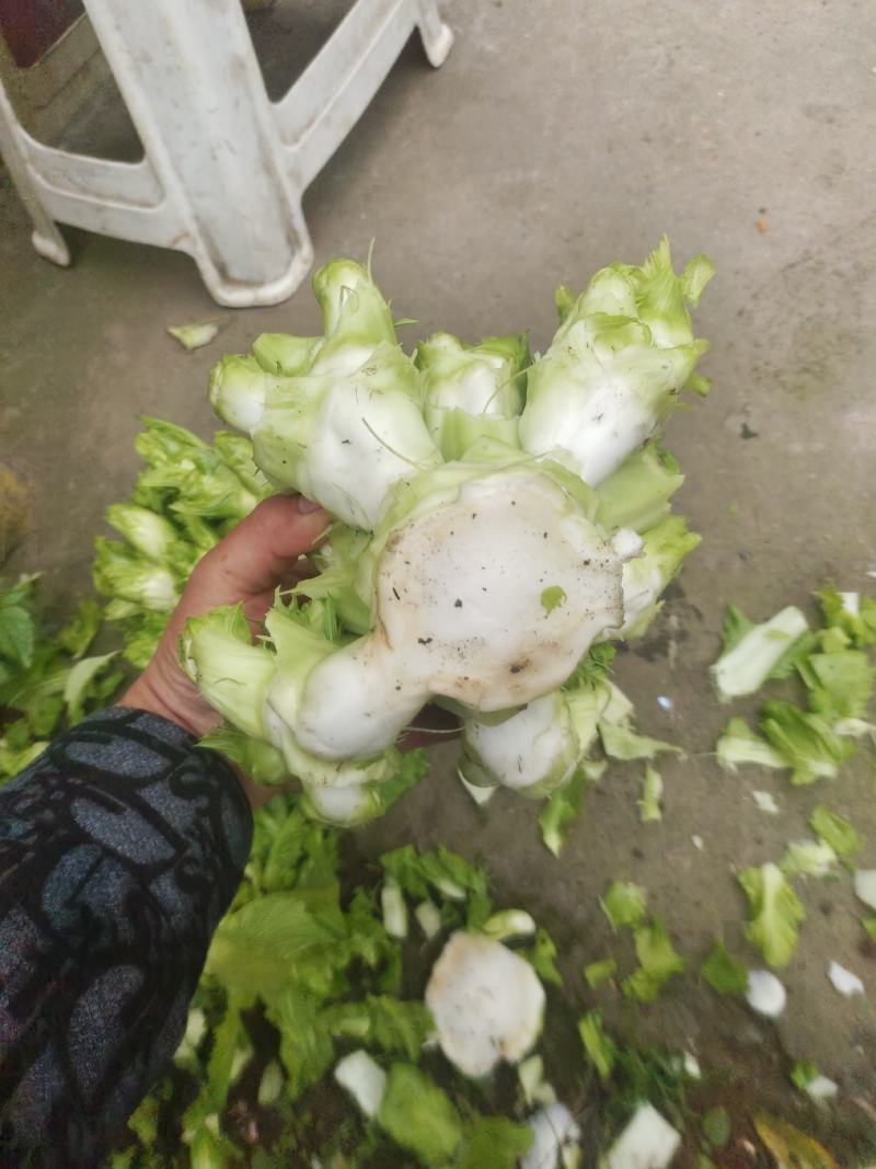 精品小心子儿菜上市中，全国各地发货，欢迎采购