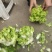 精品小心子儿菜上市中，全国各地发货，欢迎采购
