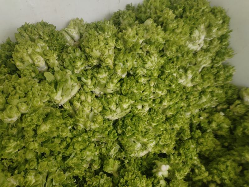精品小心子儿菜上市中，全国各地发货，欢迎采购