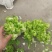 精品小心子儿菜上市中，全国各地发货，欢迎采购