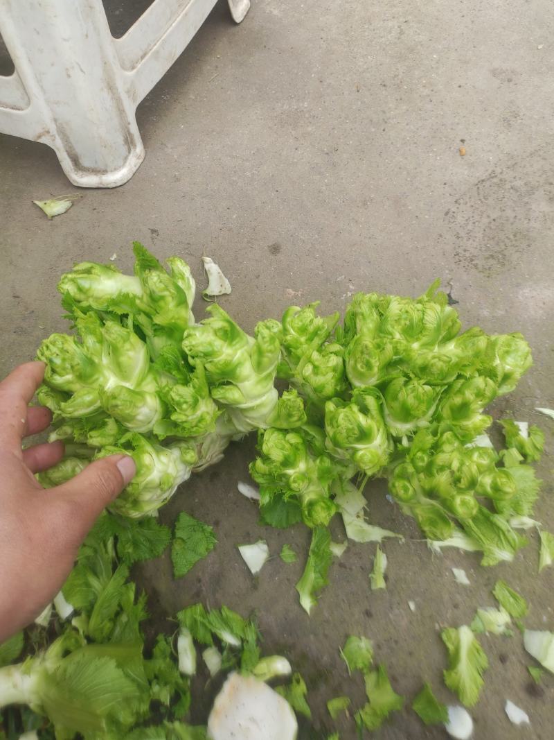精品小心子儿菜上市中，全国各地发货，欢迎采购