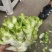 精品小心子儿菜上市中，全国各地发货，欢迎采购