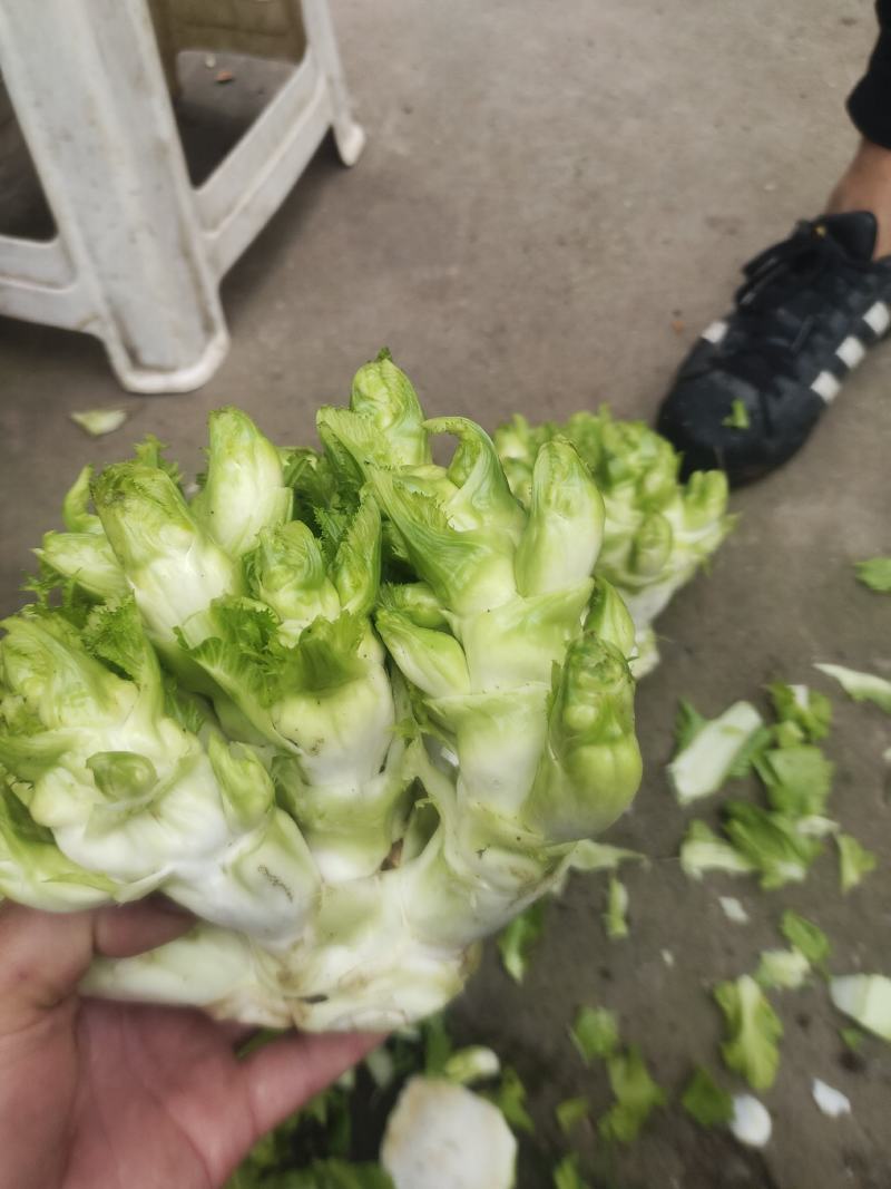 精品小心子儿菜上市中，全国各地发货，欢迎采购
