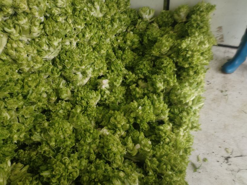 精品小心子儿菜上市中，全国各地发货，欢迎采购