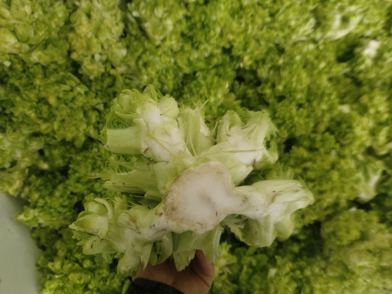 精品小心子儿菜上市中，全国各地发货，欢迎采购