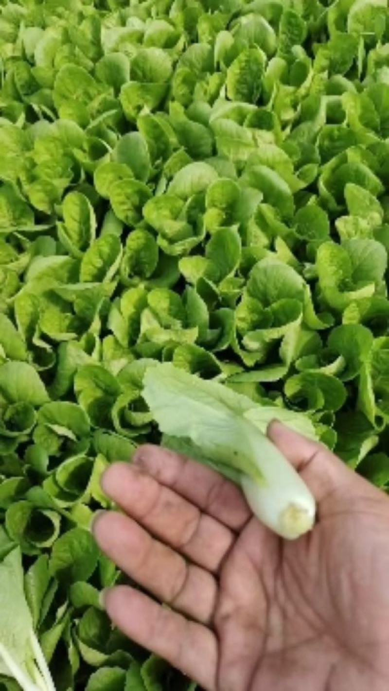 小颗快菜/大棚种植/青叶青梗/无虫眼/黄叶等等/品质保证