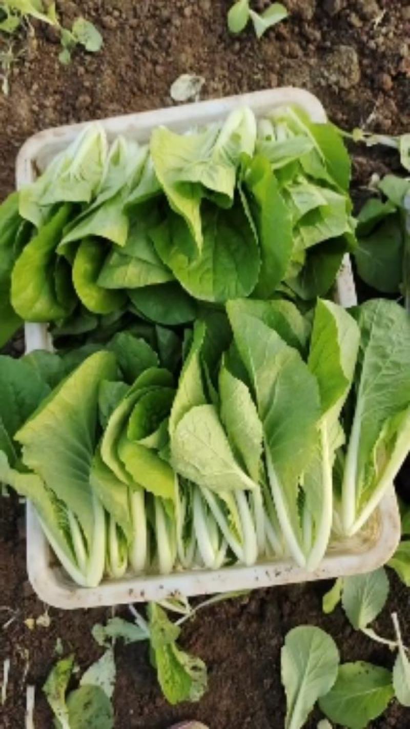 小颗快菜/大棚种植/青叶青梗/无虫眼/黄叶等等/品质保证