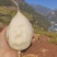 黄泥凉薯大量上市！