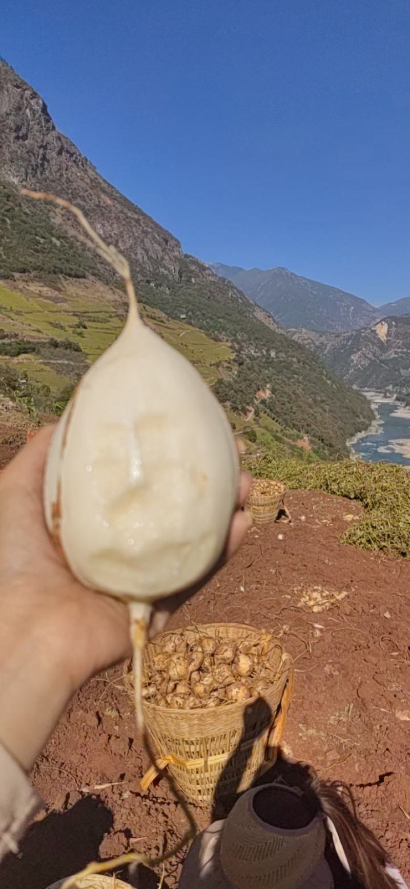 黄泥凉薯大量上市！