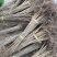 漆树苗，山漆苗，一年生，高度50-1.5米，根系发达…