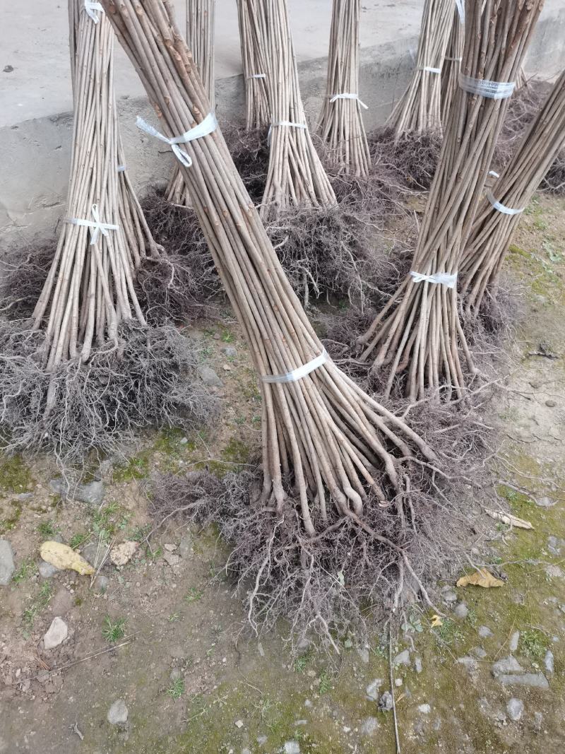 漆树苗，山漆苗，一年生，高度50-1.5米，根系发达…